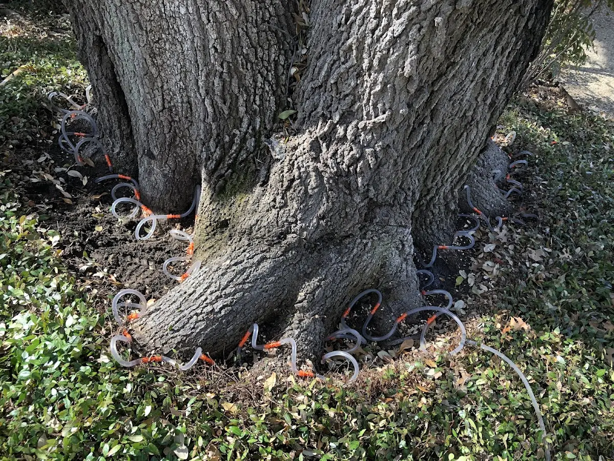 Detailed Tree Cabling and Bracing job site in Forbes